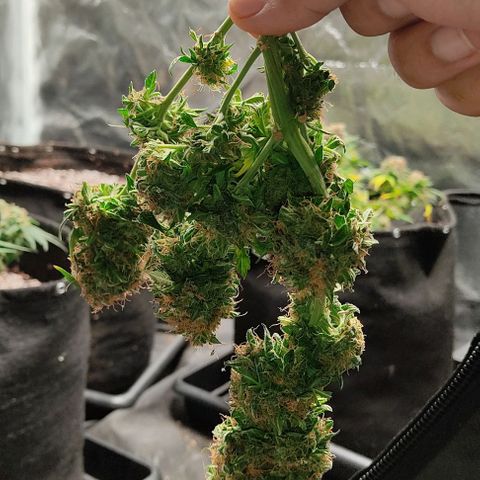 Hulk sacizero growlog photo: Harvest