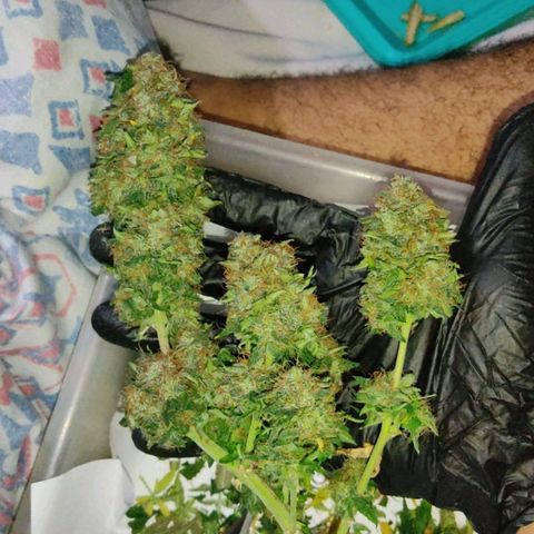 Hulk sacizero growlog photo: Harvest