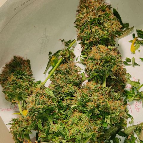 Hulk sacizero growlog photo: Harvest