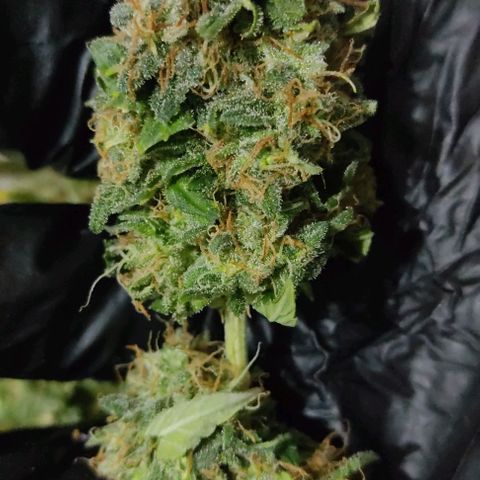 Hulk sacizero growlog photo: Harvest