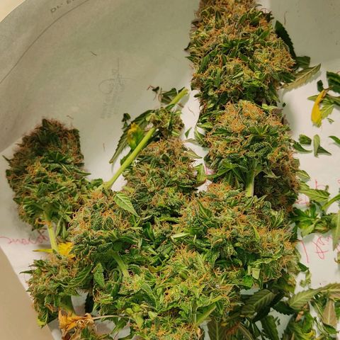 Hulk sacizero growlog photo: Harvest