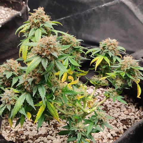 Hulk sacizero growlog photo: Harvest