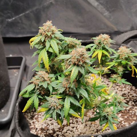 Hulk sacizero growlog photo: Harvest