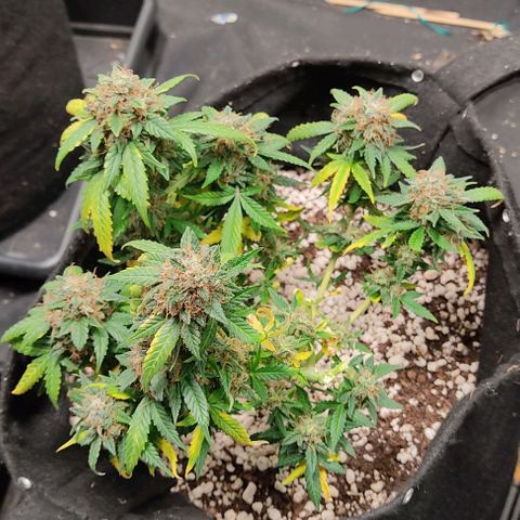 Hulk sacizero growlog photo: Harvest