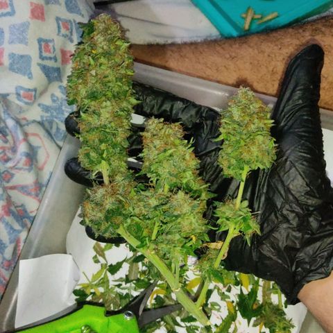 Hulk sacizero growlog photo: Harvest