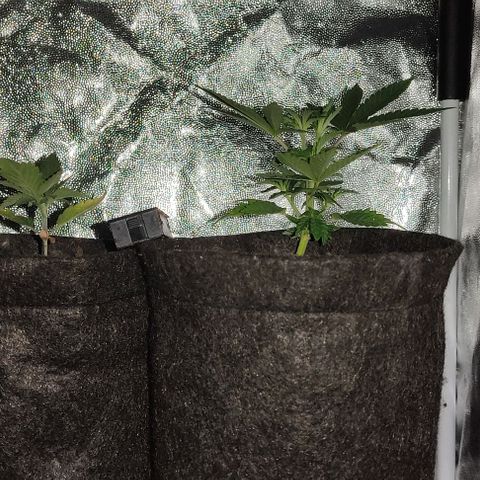 Hulk sacizero growlog timeline photo