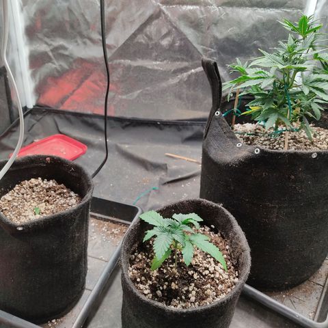 Hulk sacizero growlog timeline photo