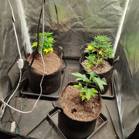 Hulk sacizero growlog timeline photo
