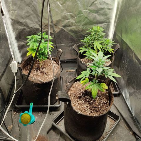 Hulk sacizero growlog timeline photo