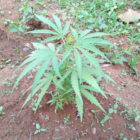 South Africa growlog timeline photo