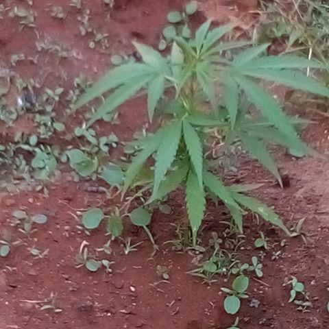 South Africa growlog photo: 2nd gen of plant 4, two ages 