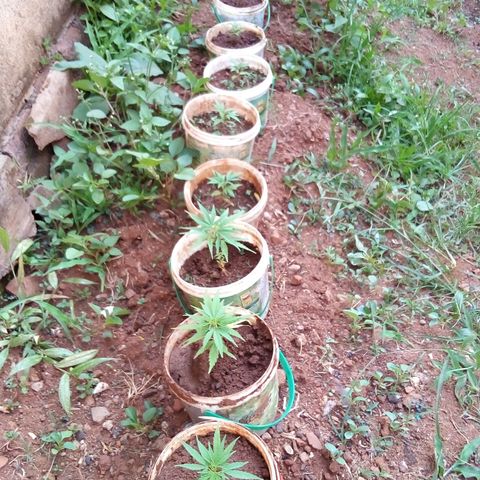 South Africa growlog photo: 2nd gen of plant 4, two ages 
