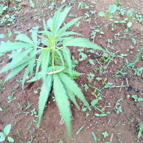 South Africa growlog photo: 2nd gen of plant 4, two ages 