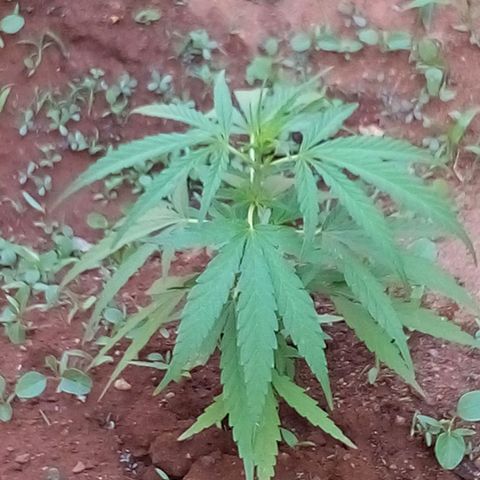 South Africa growlog photo: 2nd gen of plant 4, two ages 
