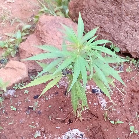 South Africa growlog photo: 2nd gen of plant 4, two ages 