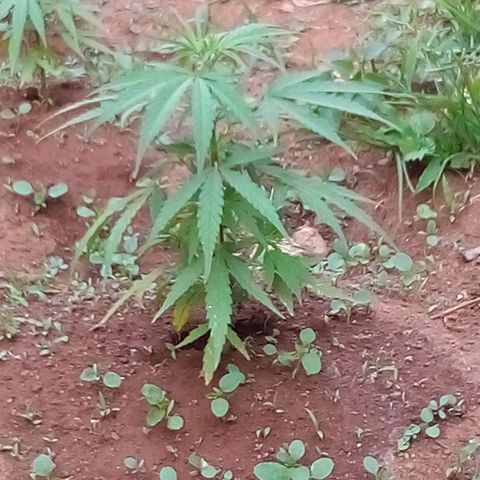 South Africa growlog photo: 2nd gen of plant 4, two ages 
