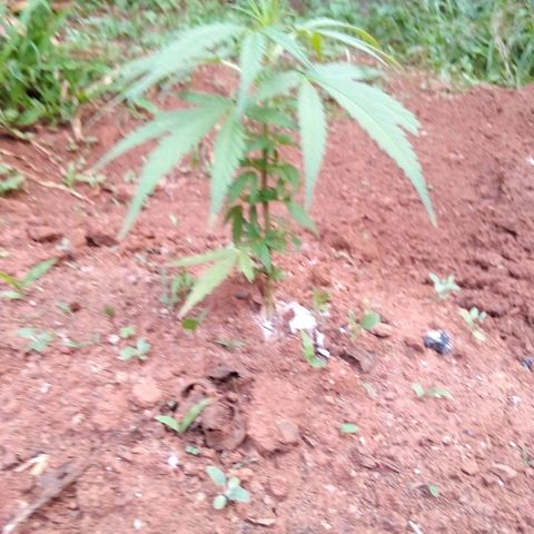 South Africa growlog photo: Cats got to 6 plants the other night, after I shut off the light.