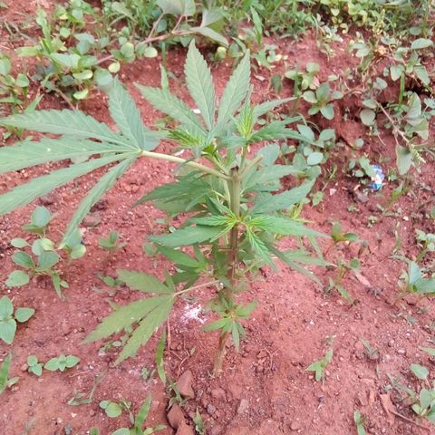 South Africa growlog photo: Cats got to 6 plants the other night, after I shut off the light.