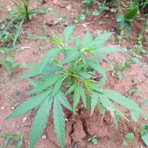 South Africa growlog photo: Cats got to 6 plants the other night, after I shut off the light.