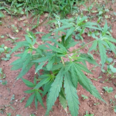 South Africa growlog photo: Cats got to 6 plants the other night, after I shut off the light.