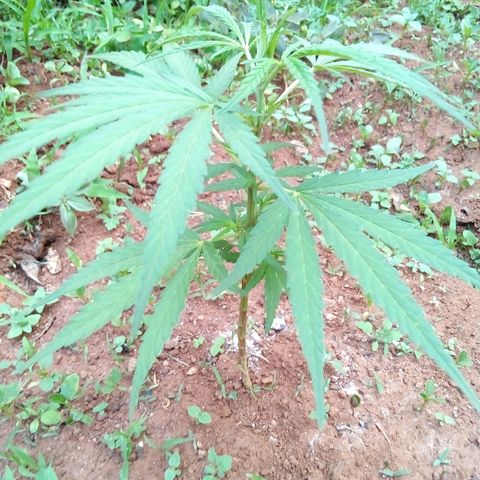 South Africa growlog photo: Cats got to 6 plants the other night, after I shut off the light.