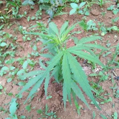 South Africa growlog photo: Cats got to 6 plants the other night, after I shut off the light.