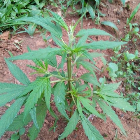 South Africa growlog photo: Cats got to 6 plants the other night, after I shut off the light.