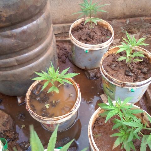 South Africa growlog photo: After putting some homemade fertilizer in the soil and planting with peanut husk this is what is going on.