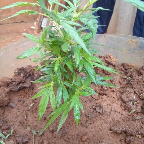 South Africa growlog photo: After putting some homemade fertilizer in the soil and planting with peanut husk this is what is going on.