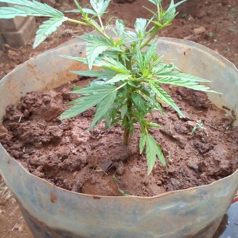 South Africa growlog photo: After putting some homemade fertilizer in the soil and planting with peanut husk this is what is going on.