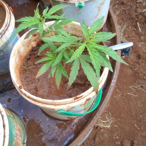 South Africa growlog photo: After putting some homemade fertilizer in the soil and planting with peanut husk this is what is going on.