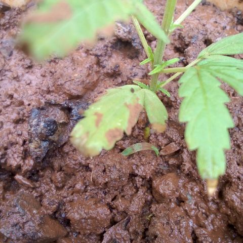 South Africa growlog photo: After putting some homemade fertilizer in the soil and planting with peanut husk this is what is going on.