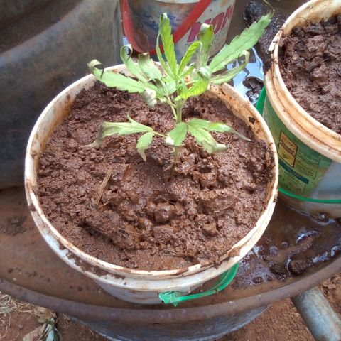 South Africa growlog photo: After putting some homemade fertilizer in the soil and planting with peanut husk this is what is going on.