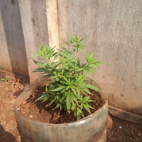 South Africa growlog photo: Messuered height 5 1/4in at 4:45pm