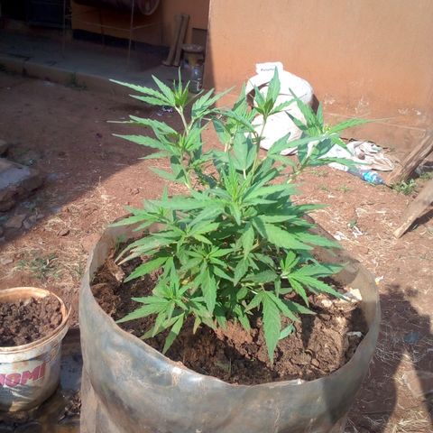 South Africa growlog photo: Messuered height 5 1/4in at 4:45pm