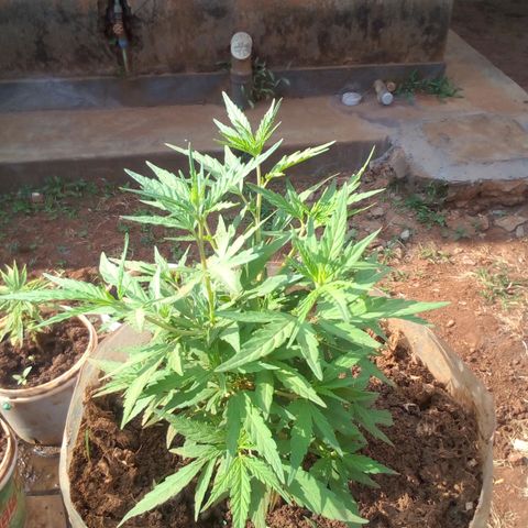 South Africa growlog photo: Messuered height 5 1/4in at 4:45pm