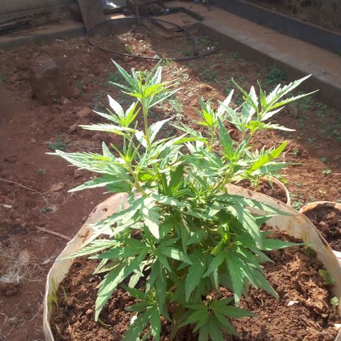 South Africa growlog photo: Messuered height 5 1/4in at 4:45pm