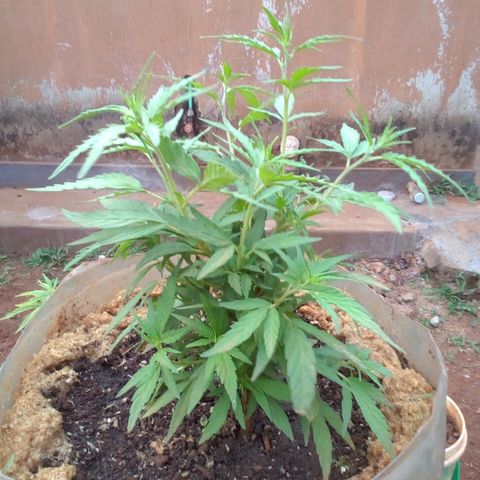 South Africa growlog photo: Messuered height of 6in at 4:30pm