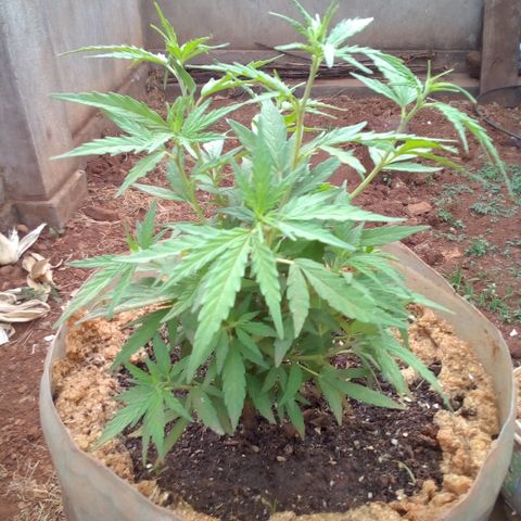 South Africa growlog photo: Messuered height of 6in at 4:30pm