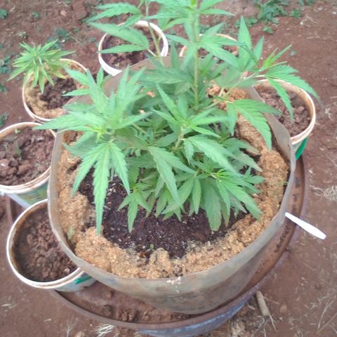 South Africa growlog photo: Messuered height of 6in at 4:30pm