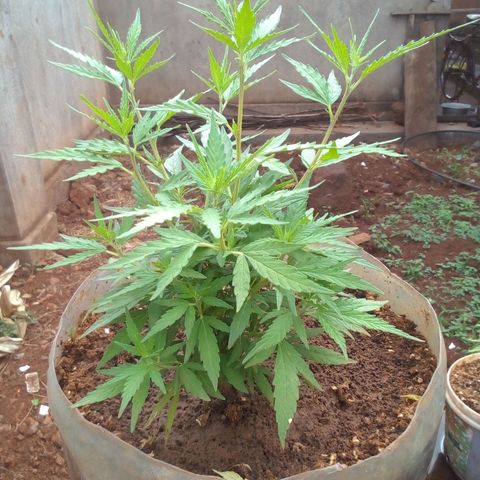 South Africa growlog photo: In 24hrs plant has grown 1.5in at 7 3/4in, totaling 2.5in since Monday the 25th of July. Fertilizer seems to d working.