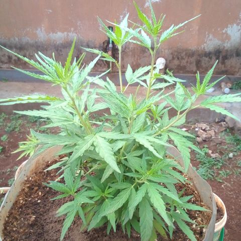 South Africa growlog photo: In 24hrs plant has grown 1.5in at 7 3/4in, totaling 2.5in since Monday the 25th of July. Fertilizer seems to d working.