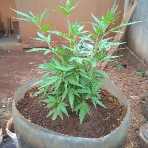 South Africa growlog photo: In 24hrs plant has grown 1.5in at 7 3/4in, totaling 2.5in since Monday the 25th of July. Fertilizer seems to d working.