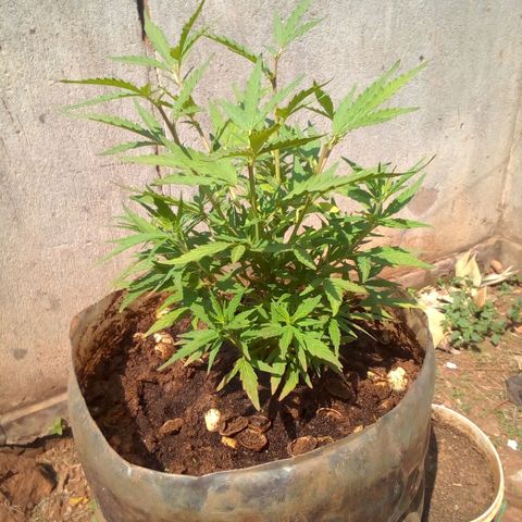 South Africa growlog photo: Second topping done at 10:30am