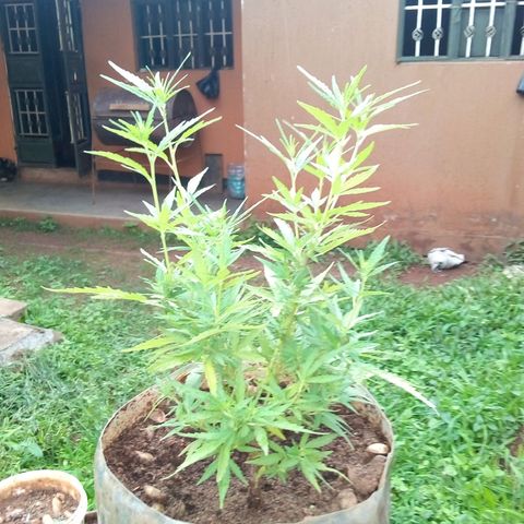 South Africa growlog photo: Plant hight of 11in after 2 top toppings, and 2 side trimings. 