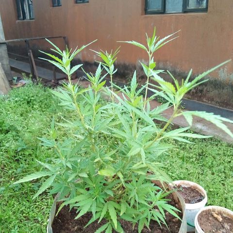 South Africa growlog photo: Plant hight of 11in after 2 top toppings, and 2 side trimings. 