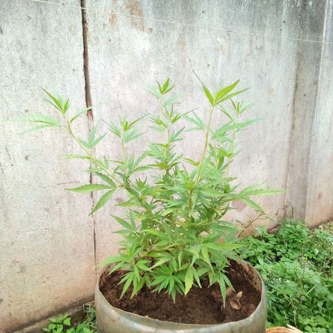 South Africa growlog photo: Plant hight of 11in after 2 top toppings, and 2 side trimings. 