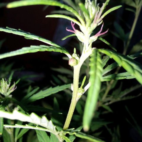 South Africa growlog photo: Flower phase is beginning. 