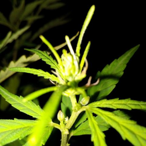South Africa growlog photo: Flower phase is beginning. 