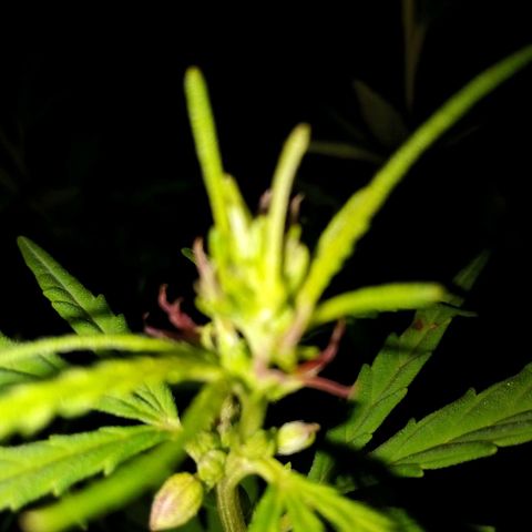 South Africa growlog photo: Flower phase is beginning. 
